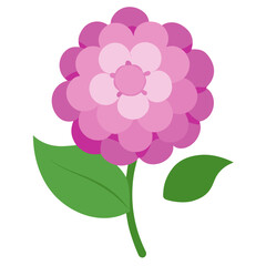 Hydrangea flower on white background 