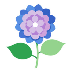 Hydrangea flower on white background 