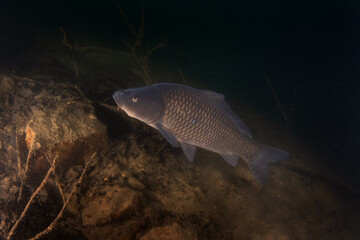 A carp swims in European lakes. Huge carp in the native habitat. European fresh water. 