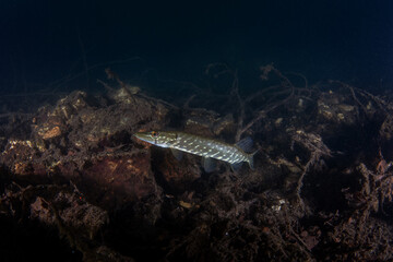 The northern pike hides in ambush, waiting for its prey to come within range. A huge pike was seen during a night dive in the lake. European fish in their native habitat.