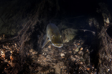 The northern pike hides in ambush, waiting for its prey to come within range. A huge pike was seen...