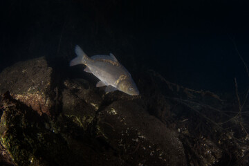 A carp swims in European lakes. Huge carp in the native habitat. European fresh water. 