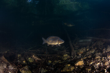 A carp swims in European lakes. Huge carp in the native habitat. European fresh water. 