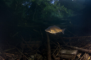 A carp swims in European lakes. Huge carp in the native habitat. European fresh water. 