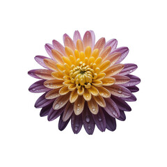 Closeup of a Multicolored Chrysanthemum with Water Droplets