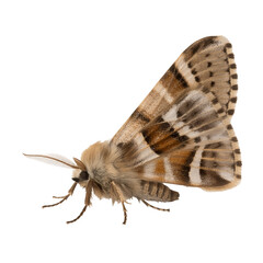 Detailed Close up of a Moth
