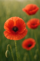 Fototapeta premium Vibrant red poppies in bloom against lush green background
