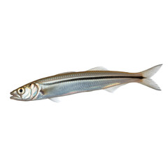 Small Fish Isolated on White Background