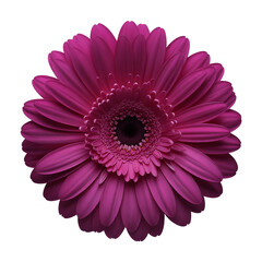 Close Up of a Deep Purple Gerbera Daisy