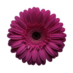 Close Up of a Deep Pink Gerbera Daisy