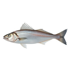 Side View of a Fresh Fish