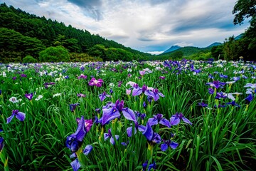 神楽女湖のハナショウブ