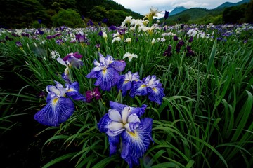 神楽女湖のハナショウブ
