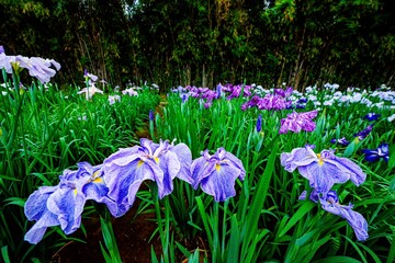 神楽女湖のハナショウブ