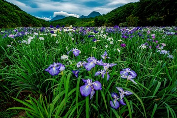 神楽女湖のハナショウブ