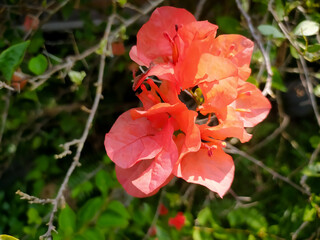 Bougainvillea. Traditionally, it is used to treat respiratory conditions such as coughs and asthma,...
