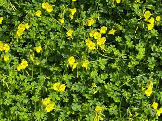 Yellow Bermuda buttercup or African wood sorrel flowers as background