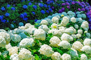 日出町のアナベル
