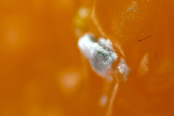 Macro shot of mold and mildew as background