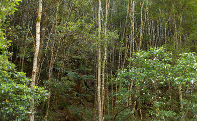 Native vegetation and trees growing along the edge of Snug River