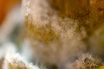 Macro shot of mold and mildew on expired food