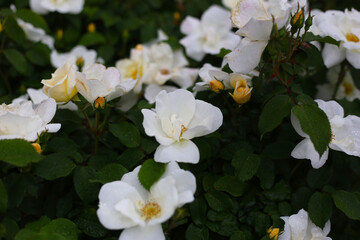 A beautiful rose bush in a public park in Japan