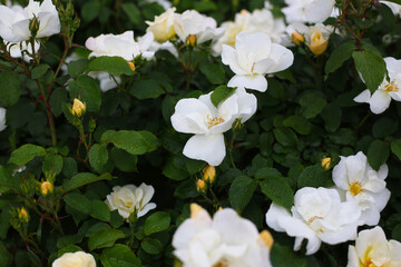 A beautiful rose bush in a public park in Japan
