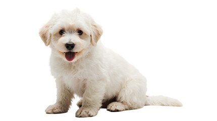 Fototapeta premium Adorable Fluffy White Puppy, Sitting Posing for Photo; Cute Dog, Small Dog Breed, Pet Photography