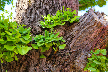 Green leaves of ginkgo tree