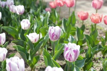 Field of blooming tulips under natural sunlight.