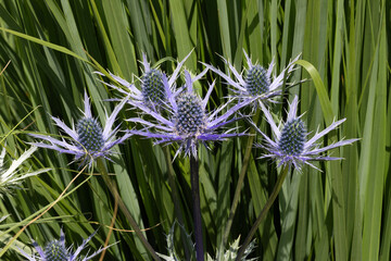 eryngium alpinum blue thistle flowers