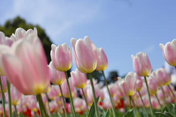 Beautiful tulip flower garden. The Expo 70 Commemorative Park, Osaka, Japan