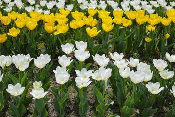 Field of blooming tulips under natural sunlight.