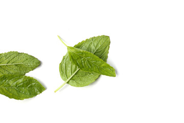 Holy basil leaves on white background.