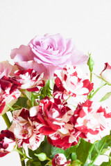 カラフルな薔薇