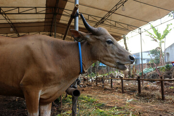 Bima cow in the yard