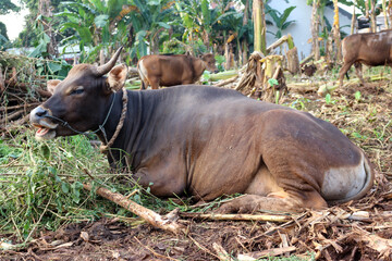 Bima cow in the yard