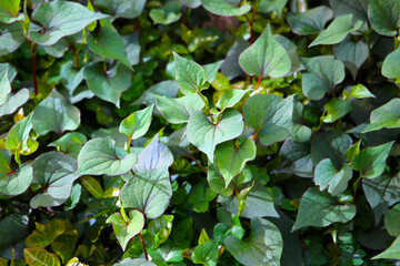 Houttuynia cordata plant, Houttuynia cordata Thunb.