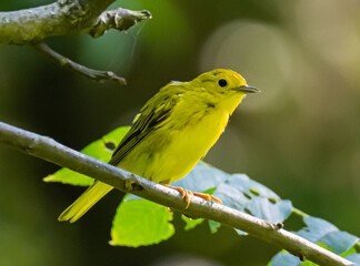 Obraz premium Yellow warbler on branch