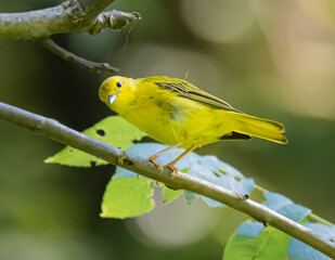 yellow warbler close up