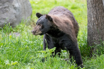 Obraz premium cinnamon and black colored bear 