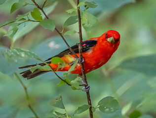 Beautiful Scarlet Tanager