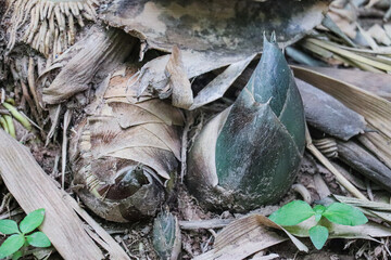 Bamboo shoot breaking soil surface ready for rapid vertical growth