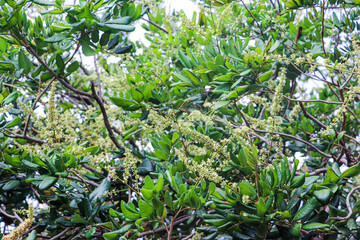 Obraz premium A dense canopy of longan tree branches with emerging fresh leaves