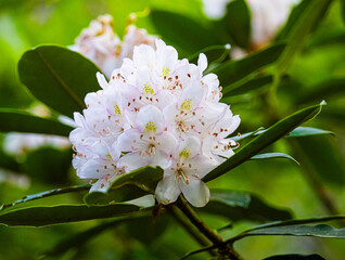 Pink and white rhododendron blooms
