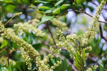 Blooming longan tree showing clusters of flowers preparing for fruit formation