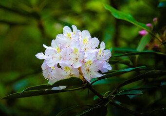White and pink rhododendron blooms