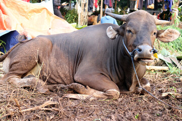 Fototapeta premium Bima cow in the yard