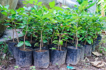 Longan plant saplings well-nurtured and prepared for field transplanting season