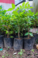 Longan saplings neatly arranged in plastic bags ready for outdoor planting